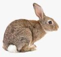 Cottontail