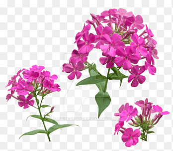 Phlox Print